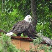The Zoo's bald eagles eat dead rats and chicks sprinkled with a vitamin and mineral supplement.
