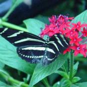 The Zoos Butterfly Garden is located behind the Invertebrate House. 
