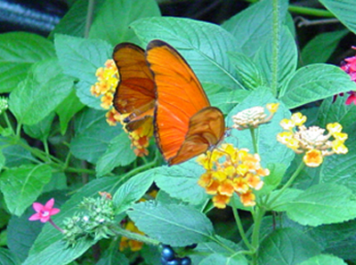 Butterflies see a broad range of colors including shades of red, yellow, orange, pink, purple, and lavender. 