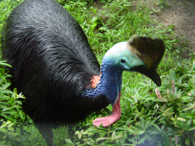 The Double-wattled Cassowary is one of the largest birds in the world.