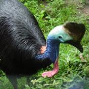 The Double-wattled Cassowary is one of the largest birds in the world.
