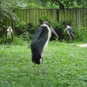 To the casual observer, the massive Marabou Stork, with its balding, scabby head and pendulous pink air sac, may appear to be one of the ugliest creatures in the world. 