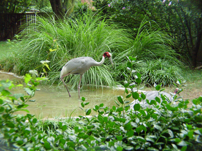 The Red-crowned Crane is a stately long-legged, long-necked bird whose immaculate snow-white plumage is accented by black secondary feathers, a black neck with contrasting white nape, and a red crown. 