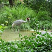 The Red-crowned Crane is a stately long-legged, long-necked bird whose immaculate snow-white plumage is accented by black secondary feathers, a black neck with contrasting white nape, and a red crown. 