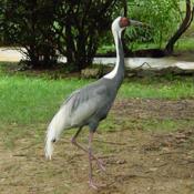 The white cranes are the most aquatic of the world's 15 crane species. 