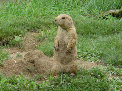 During the winter months, prairie dogs spend most of the time in their underground burrows: out of sight and out of the cold.