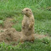 During the winter months, prairie dogs spend most of the time in their underground burrows: out of sight and out of the cold.