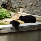 Sloth bears grow five to six feet long, stand two to three feet high at the shoulder, and weigh from 120 (in lighter females) to 310 pounds (in heavy males).