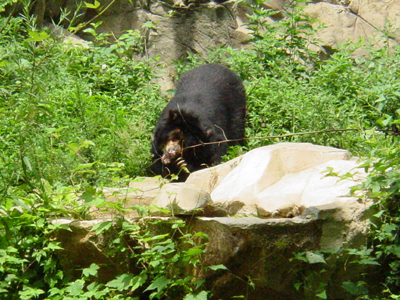 Sloth Bears are native to the Indian sub-continent.
