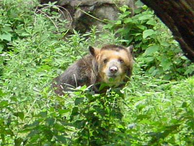 This is a Spectaculed Bear. They are very rare.