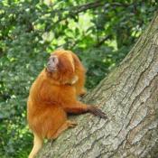 The National Zoo is working to conserve the Golden Lion Tamarin species. A pair consisting of a male named "Rio" and a female named "Chrysta" are living in Beaver Valley where they are ranging free in the tree-tops.
