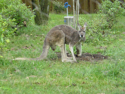 Kangaroos have a pouch in their stomach that their babies can ride around in.