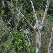 Lemurs live in arid, open areas and forests. 