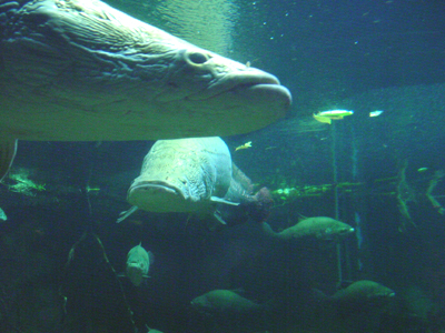 Individual arapaima are typically six to seven feet long. Some reach eight feet or more. 