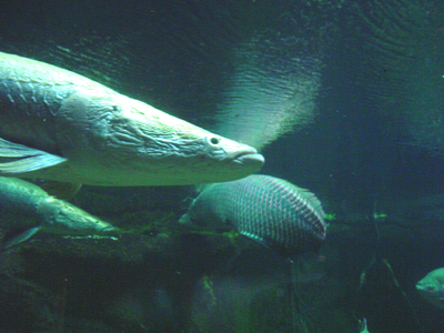 One of the largest freshwater fish in the world, the arapaima is a torpedo-shaped black fish with red markings. 