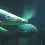 One of the largest freshwater fish in the world, the arapaima is a torpedo-shaped black fish with red markings. 