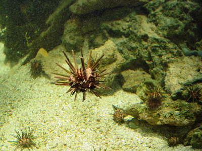This is a sea urchin.