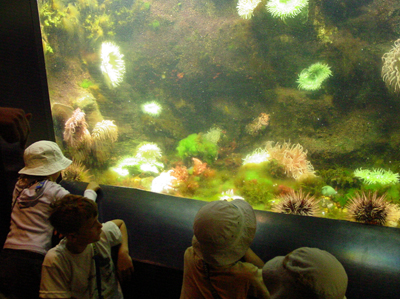 The zoo has feeding shows, and kids can learn how the sea urchins eat.