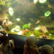 The zoo has feeding shows, and kids can learn how the sea urchins eat.