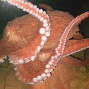 The Octopus Enrichment Program provides the Giant Pacific octopus opportunities for exploration and interaction similar to that observed in the wild. 