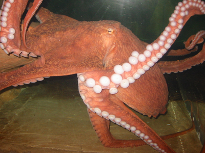 It also seeks to reduce the frequency of octopi jetting and crashing into the side of its tank.