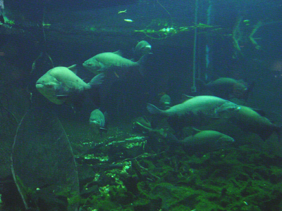 Few animals have as ferocious a reputation as piranhas (genus Serrasalmus), a freshwater fish found in the tropics of South America. 