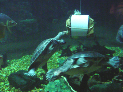Turtles being fed in the Amazonia exhibit