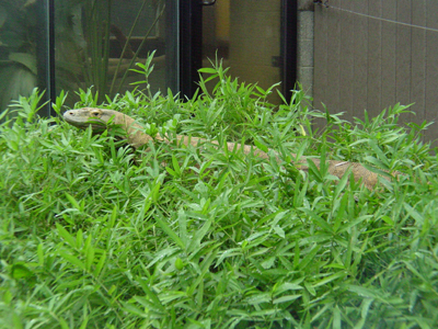 Last September, the Zoo opened a new open-air, outdoor enclosure for the giant reptiles. 