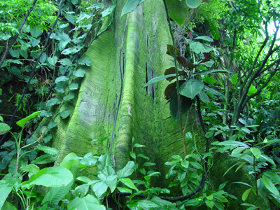 If you were in the Amazon, this is the type of tree you would find