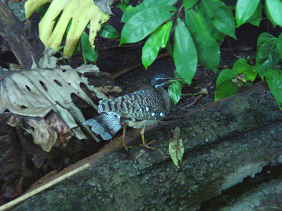 A bird in the Amazonia exhibit