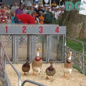 The number 3 duck is off to the lead