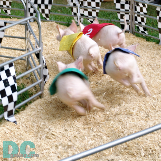 Number 2 pig races ahead in the first turn.