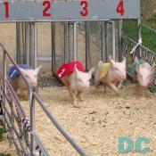 The gates have opened. The piggies are in the race.