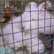 This Bunny Holland Lop is sooo cute.