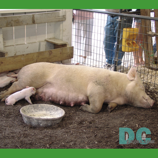 Pigs were brought to southeastern North America from Europe by De Soto and other early Spanish explorers, where escapees became feral and were freely used by Native Americans as food.