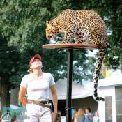 A professional game handler monitors this black spotted leopard perched above a captive crowd.