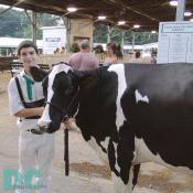 A 4-H kid and his pet Milky get ready for competition.