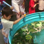 A little asian kid shows his skills at catching frogs.