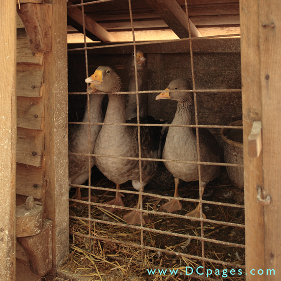 Toulouse geese are a rare breed simular to those kept in the 18th century.