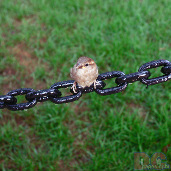 This little bird lost its nest during the freak storm.
