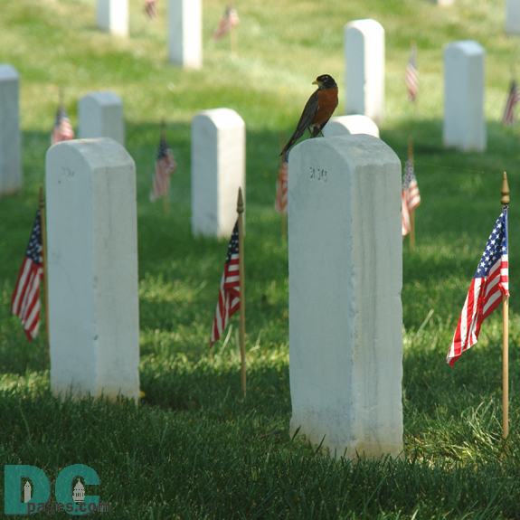 A little bird rests on a soldier's tombstone at Arlington Cemetary.