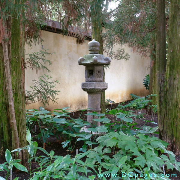 150 year old Japanese garden lantern placed within a grove of Cryptomeria.