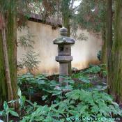150 year old Japanese garden lantern placed within a grove of Cryptomeria.