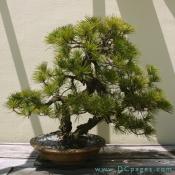 Japanese Black Pine, Pinus thumbergii