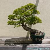 Chinese Elm, Ulmus parviflora,  Age Unknown, Donated by Stanley Chinn