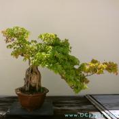 Trident Maple, Acer buergeranium, Age Unknown Donated by Stanley Chinn