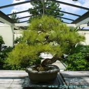 Japanese Black Pine, Pinus thumbergii, , In training since 1936 Donated by Yee-sun Wu