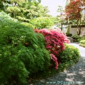Japanese Stroll Garden