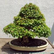 Trident Maple, Acer buergeranium, In training since 1916 , Donated by Takeo Fukuda 