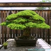 Japanese White Pine, Pinus parviflora Miyajima¸ In training since 1625, Donated by Masura Yamaki.
